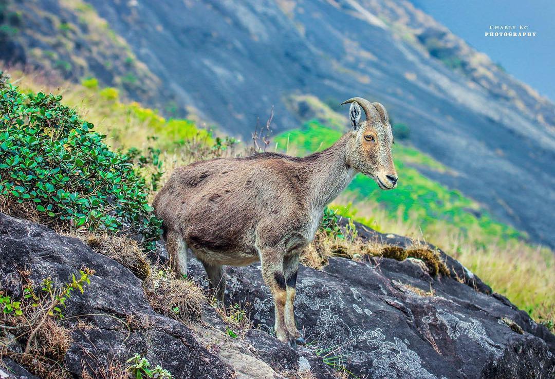 munnar taxi services