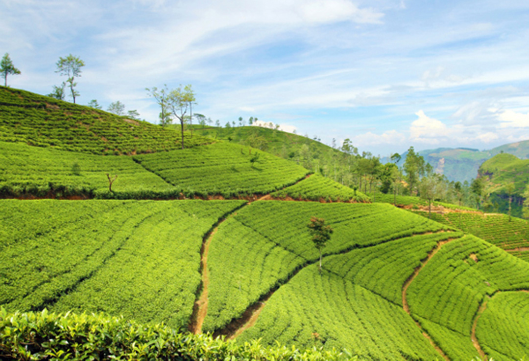 munnar cabs